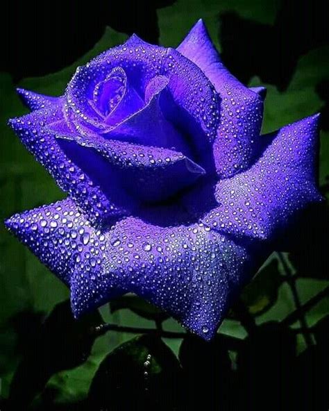 Pin By Naresh Kumar On Naresh Kumar Beautiful Rose Flowers Beautiful Roses Purple Roses