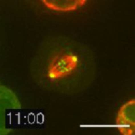 Drosophila Melanogaster Spindle Cil Doccheck