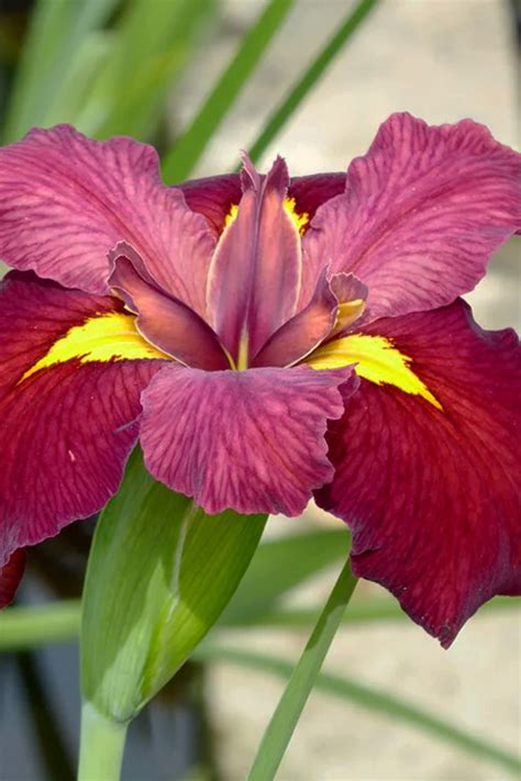 Buy Ann Chowning Red Louisiana Iris | FREE SHIPPING | Wilson Bros ...