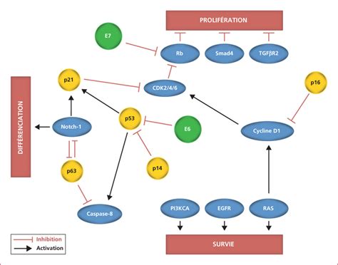 JLE Hépato Gastro Oncologie Digestive Carcinome épidermoïde du canal anal traitement