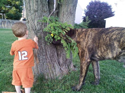 Mastiff | GreatDogSite