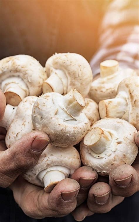 Como Cultivar Cogumelos Entenda Os CUIDADOS Para O Plantio