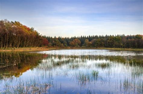 Free Images Tree Forest Outdoor Creek Swamp Wilderness Sky