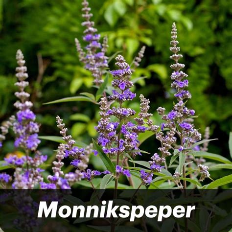 Monnikspeper Vitex Agnus Castus Monk S Pepper Salvia Perennials