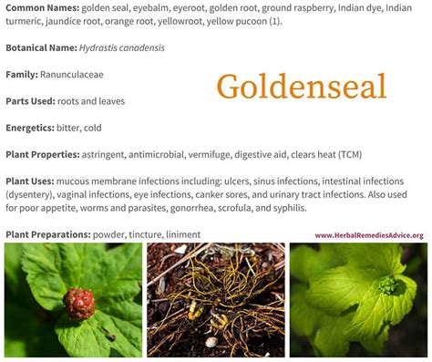 Benefits Of Goldenseal Goldenseal Goldenseal Benefits Herbs