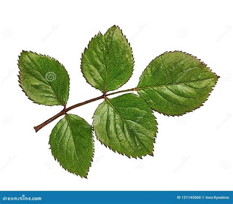 Rose Leaf Isolated On White Stock Photo Image Of Leaves Roses