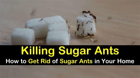 11+ Creative Ways to Get Rid of Sugar Ants