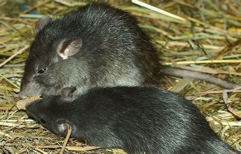 Black Rat The Animal Facts Appearance Habitat Diet Behavior