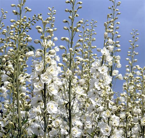 Consolida Ajacis Imperialis White Spire Imperial White Spire Larkspurs