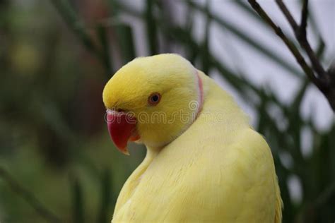 Ring Neck Parrot with Red Beak Stock Image - Image of parrot, wildlife ...