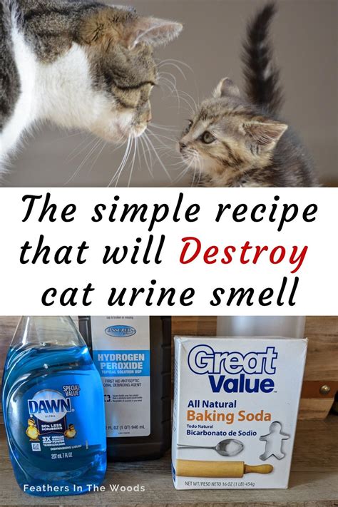 How To Get Rid Of Smell Of Cat In House At Ethel Delacruz Blog