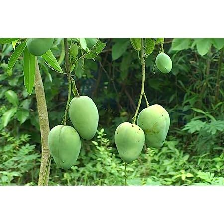 Green View Bari 11 Mango Live Amba Fruit Plant Grafted Hybrid New