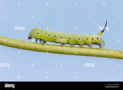 Snowberry Clearwing Moth Hemaris Diffinis Caterpillar Larva Stock