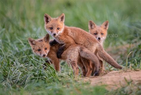 Red Fox Kits Stock Photo by harrycollinsphotography | PhotoDune