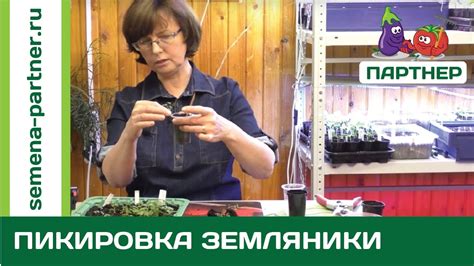 Самый правильный способ пикировки рассады земляники! - YouTube