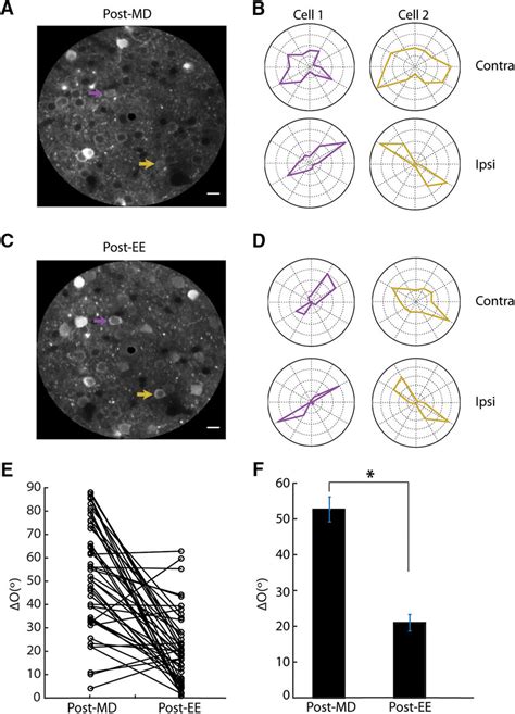 Tracking Ee Induced Binocular Matching By Chronic Two Photon Calcium Download Scientific