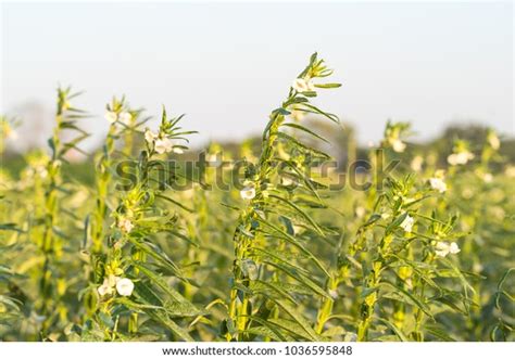 4411 Sesame Field Bilder Stockfotos Und Vektorgrafiken Shutterstock