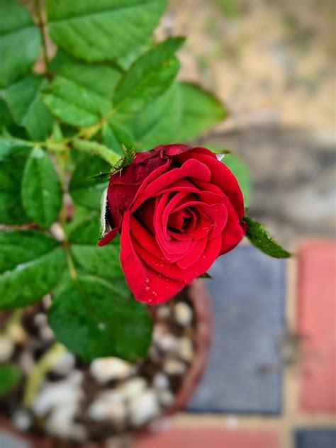 Rosa Flor Roja De Foto Gratis En Pixabay Pixabay