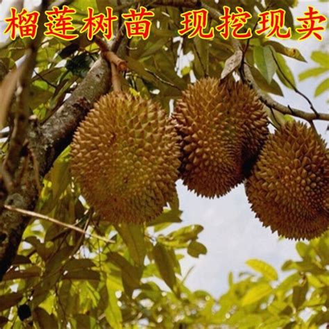 Fruit Tree Sapling Durian Thailand Grafted Golden Pillow 50 Seeds