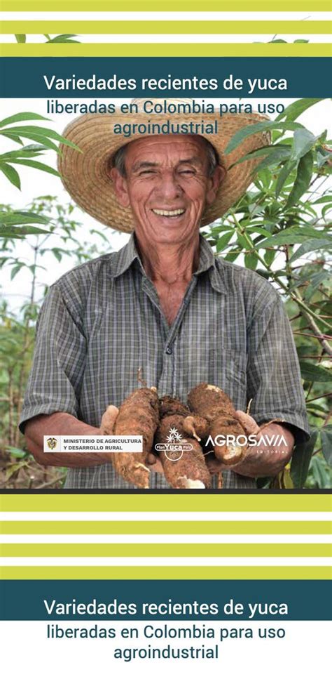 Agrosavia On Twitter Editorialagrosavia Variedades Recientes De Yuca