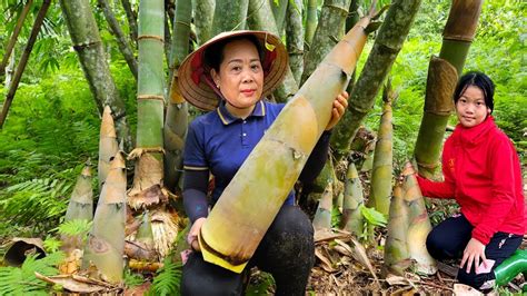 Poor Girl Harvesting Huge Bamboo Shoot Goes To The Market Sell Making