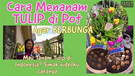 Cara Menanam Tulip Di Pot Agar Berbunga Youtube