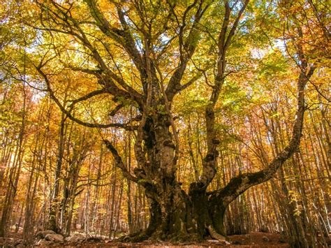 The Beech Of The Pontone Faggio Del Pontone Years Of A Monumetal