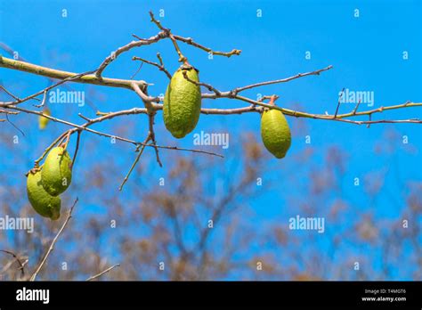 Baobab tree fruit hi-res stock photography and images - Alamy