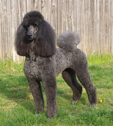 Blue Poodle Poodle Dog Poodle Puppy Black Standard Poodle