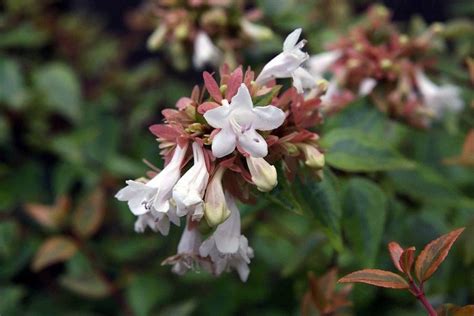 Abelia Kaleidoscope Abelia × Grandiflora Kaleidoscope Growing