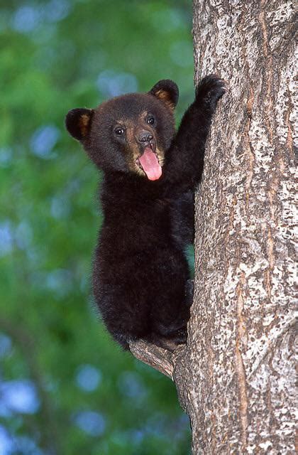 Adorable baby black bear : r/Eyebleach