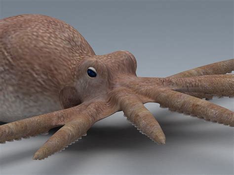 3D Model Octopus VR AR Low Poly CGTrader