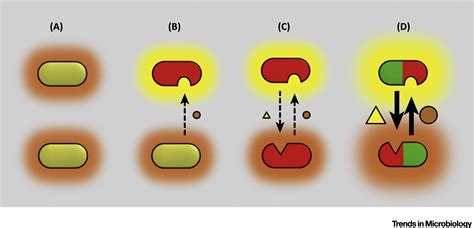 Bacterial Unculturability And The Formation Of Intercellular Metabolic Networks Trends In