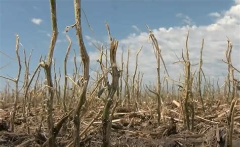 Intense Hailstorm Destroys Thousands Acres Of Crops In Western Minnesota Video Strange Sounds