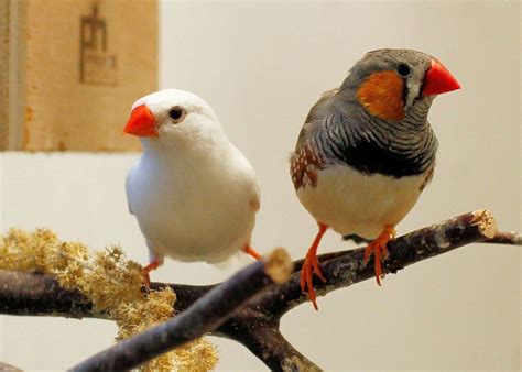 White Female And Normal Male Zebra Finch Zebra Finch Bird Aviary