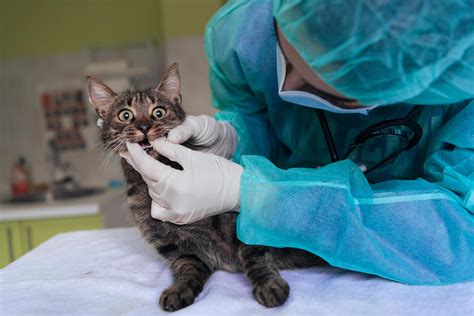 Veterinary Team For Treating Sick Cats Maintain Animal Health Concept