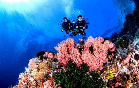 Menyelami Pesona Keindahan Alam Bawah Laut Pulau Komodo