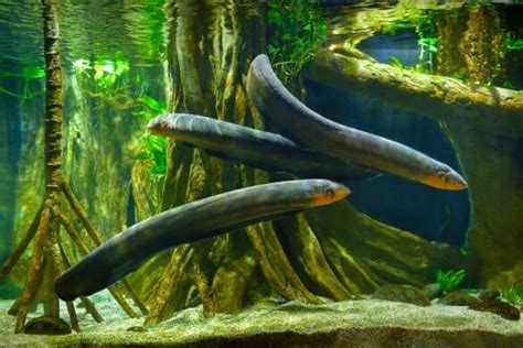 How Do Eels Reproduce? - The Reproduction Mystery of Eel