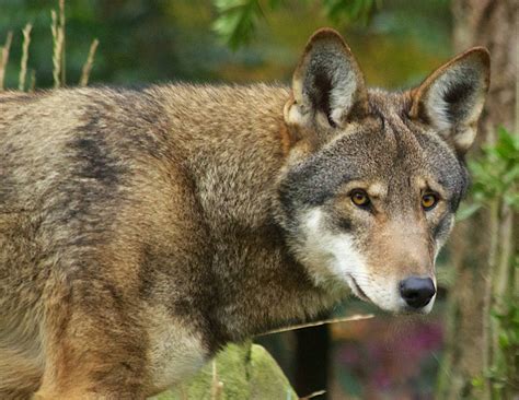 Turning Passion into Action: Becoming a Red Wolf Ambassador | Defenders