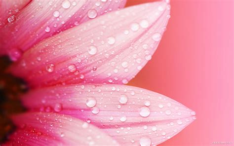 Pink Water Petals Wallpaper Download Petal Hd Wallpaper Appraw