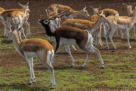 Blackbuck | Animals wild, Animals, Zoo