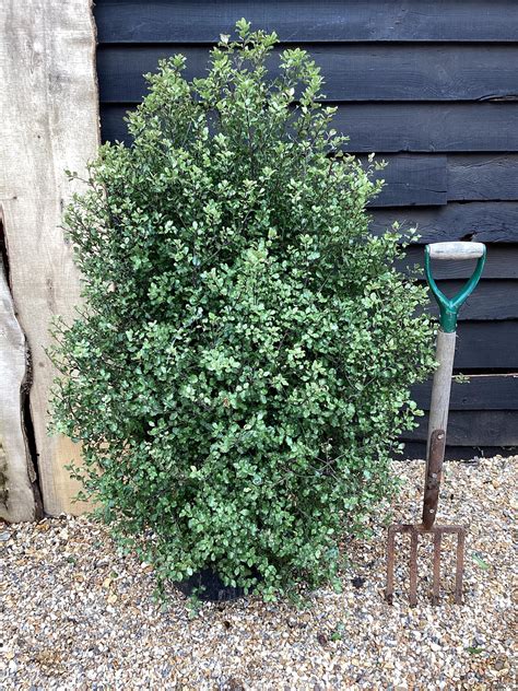 Pittosporum Tenuifolium Cratus Kohuhu 100 120cm 25lt Arundel Arboretum