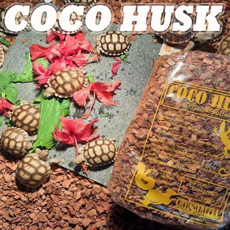 Jual Coco Husk Cocohusk Substrate Alas Reptil Kandang Reptile Kura Kura