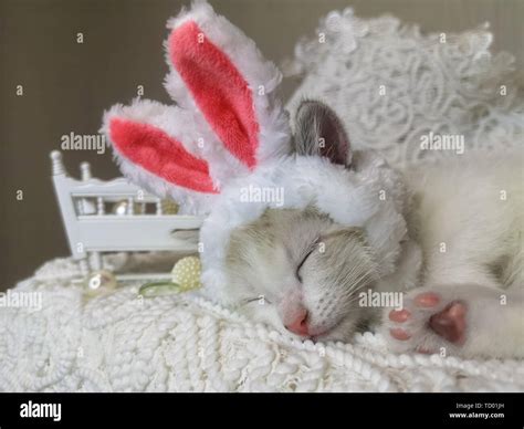 The concept of children's sleep. The cat in rabbit ears. Cat's asleep ...