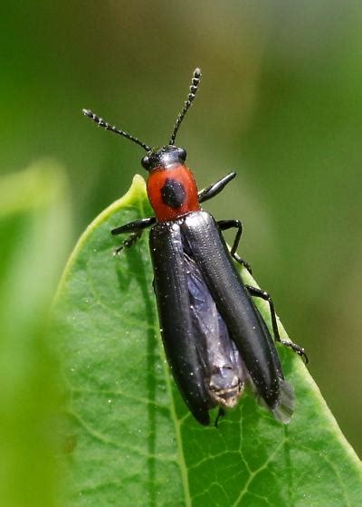 Lizard Beetle Acropteroxys Lecontei Bugguide Net