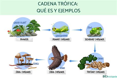 Cadena trófica qué es y ejemplos Resumen