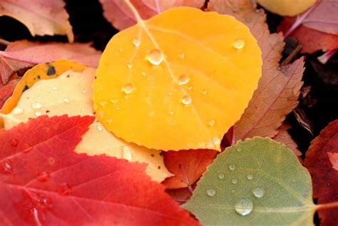 Colorado Fall Foliage, Golden Aspen Leaves, and Red Maples