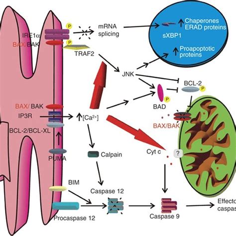 Schematic Representation Of The Er Mitochondria Apoptotic Signalling Download Scientific