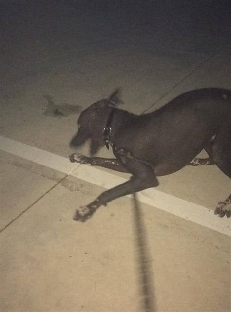 Wild Chupacabra Caught On Camera Rzoomies