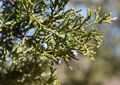 Identifying Evergreen Conifers – Footpaths